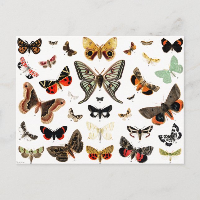 Vintage Schmetterlinge & Moths Illustration Art Postkarte (Vorderseite)