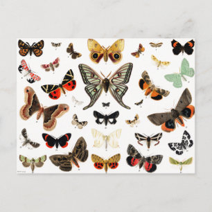Vintage Schmetterlinge & Moths Illustration Art Postkarte
