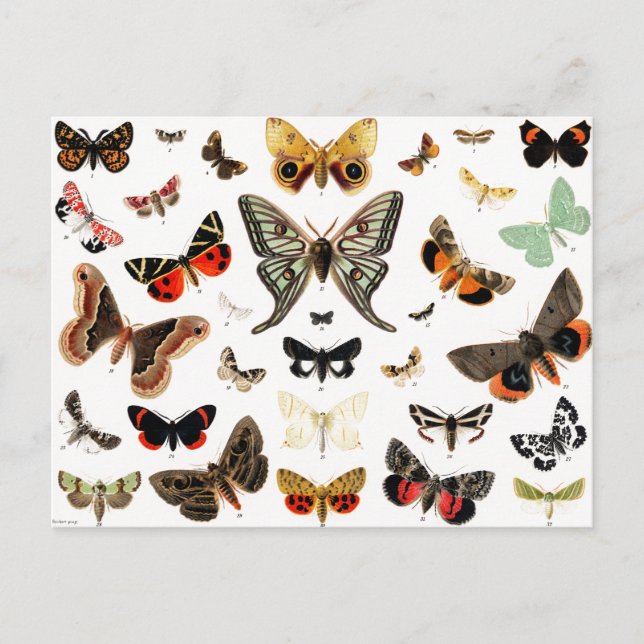 Vintage Schmetterlinge & Moths Illustration Art Postkarte (Vorderseite)