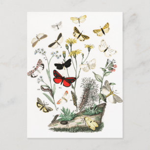 Vintage Schmetterlinge & Moths Illustration Art Postkarte