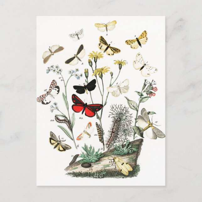 Vintage Schmetterlinge & Moths Illustration Art Postkarte (Vorderseite)