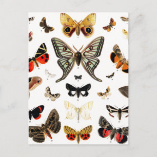 Vintage Schmetterlinge & Moths Illustration Art Postkarte