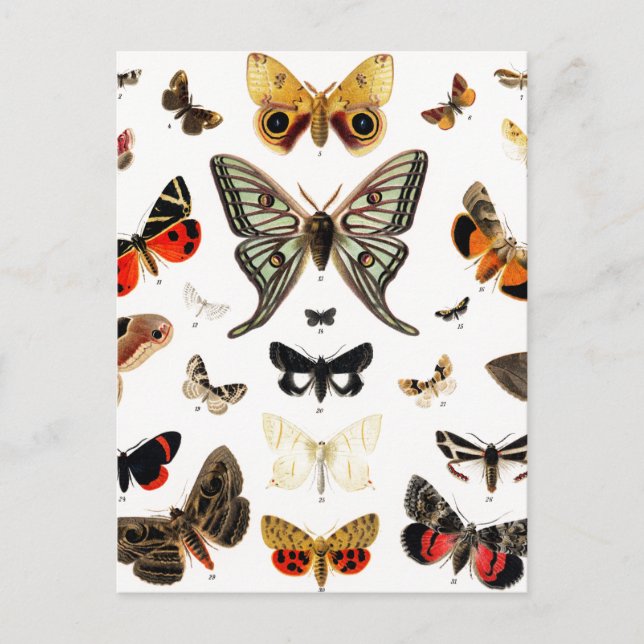 Vintage Schmetterlinge & Moths Illustration Art Postkarte (Vorderseite)