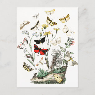 Vintage Schmetterlinge & Moths Illustration Art Postkarte