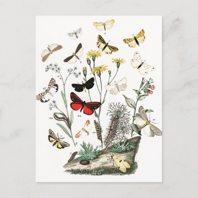 Vintage Schmetterlinge & Moths Illustration Art Postkarte (Vorderseite)