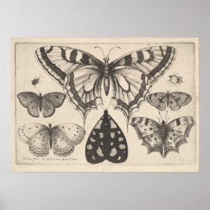 Vintage Schmetterlinge Motte Lepidoptera Druck (59 Poster