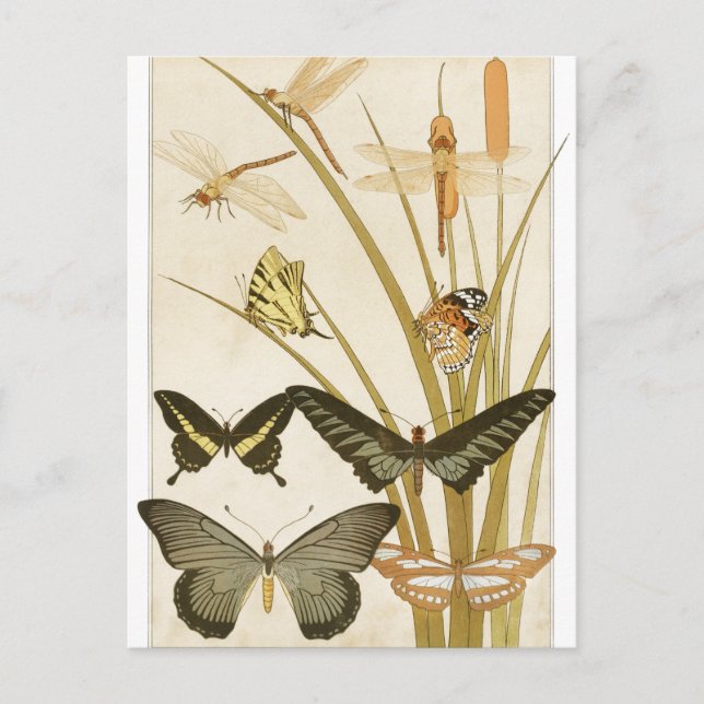 Vintage Schmetterlinge Papillons Illustration Postkarte (Vorderseite)