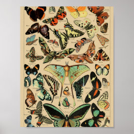 Vintage Schmetterlinge Papillons Poster