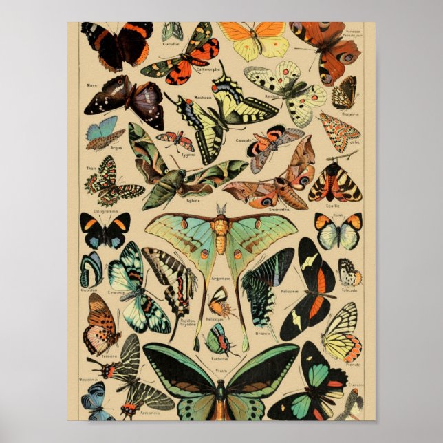 Vintage Schmetterlinge Papillons Poster (Vorne)