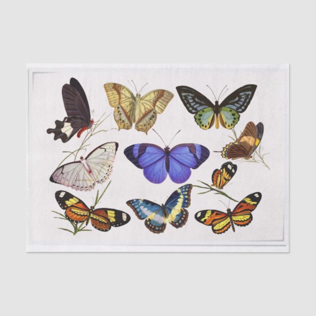 Vintage Schmetterlinge Seidenpapier (Vorderseite)