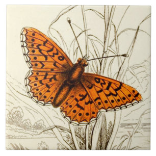 Vintage Schmetterlingsdarstellung, orange und schw Fliese