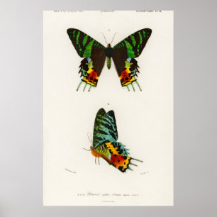 Vintage Schmetterlingsdarstellung Poster