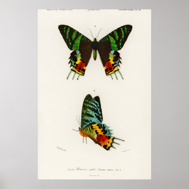 Vintage Schmetterlingsdarstellung Poster (Vorne)
