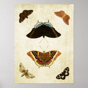 Vintage Schmetterlingsdruck 074 Poster
