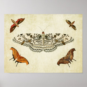 Vintage Schmetterlingsdruck 087 Poster