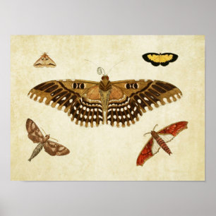 Vintage Schmetterlingsdruck 088 Poster