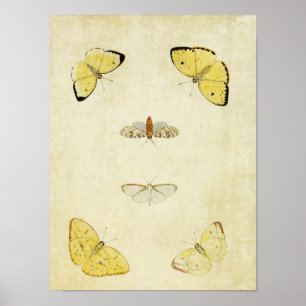 Vintage Schmetterlingsdruck 120 Poster