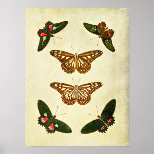 Vintage Schmetterlingsdruck 279 Poster