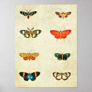 Vintage Schmetterlingsdruck 368 Poster