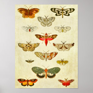 Vintage Schmetterlingsdruck 398 Poster