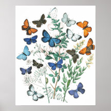 Vintage SchmetterlingsIllustration