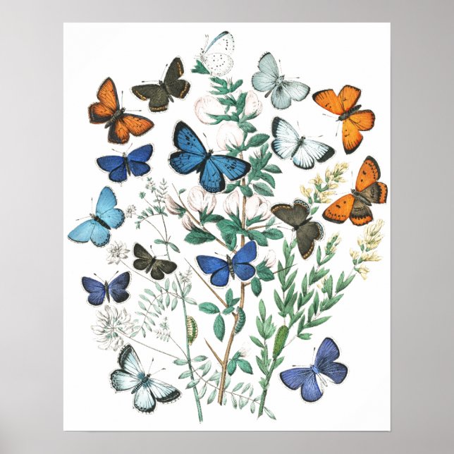 Vintage SchmetterlingsIllustration Poster (Vorne)