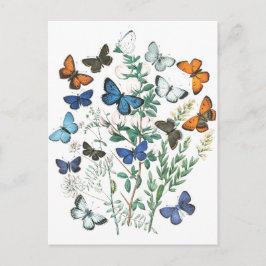 Vintage SchmetterlingsIllustration Postkarte