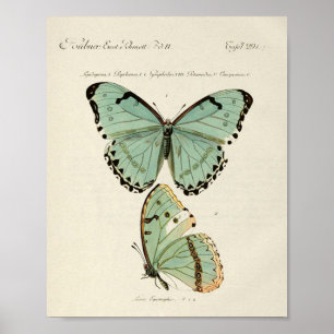 Vintage-Schmetterlingsposter Poster