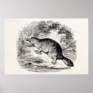 Vintage Schnabeltier Personalisierte Tiere Poster