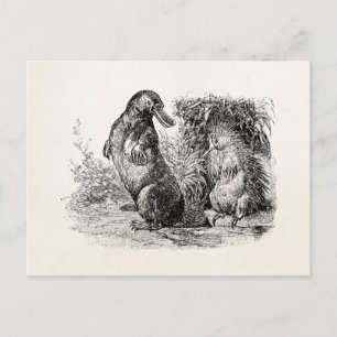 Vintage-Schnabeltier-Stachelschwein-Ameisenbär-Vor Postkarte