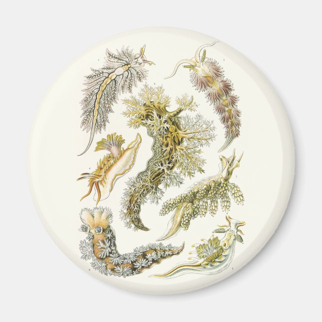 Vintage Schnecken und Meeresrauschen von Ernst Hae Magnet (Vorne)