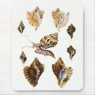 Vintage Schnecken und Mollusken, Meereslebewesen Mousepad