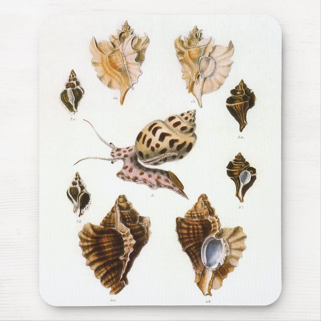 Vintage Schnecken und Mollusken, Meeresorganismen Mousepad (Vorne)