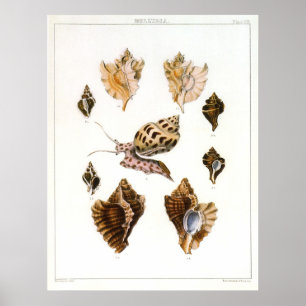 Vintage Schnecken und Mollusken, Meeresorganismen Poster