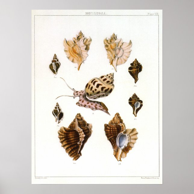 Vintage Schnecken und Mollusken, Meeresorganismen Poster (Vorne)