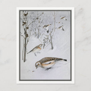 Vintage Schneeammer - Robert Bruce Horsfall Postkarte