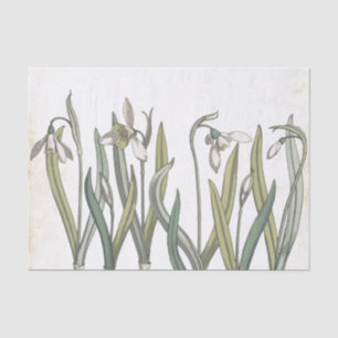 Vintage Schneeglöckchen-Blume, blasses Pergament F Seidenpapier