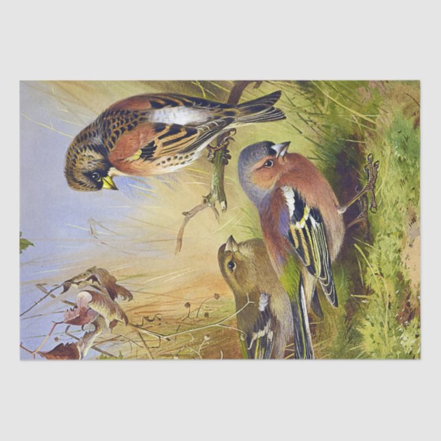 Vintage schöne Vögel Bramblings & Chaffinch Seidenpapier (Vorderseite)