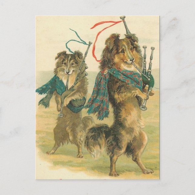 Vintage schottische Piper-Hunde-Colliese Postkarte (Vorderseite)