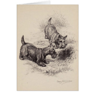 Vintage - Schottische Terrier & ein Kaninchenloch,