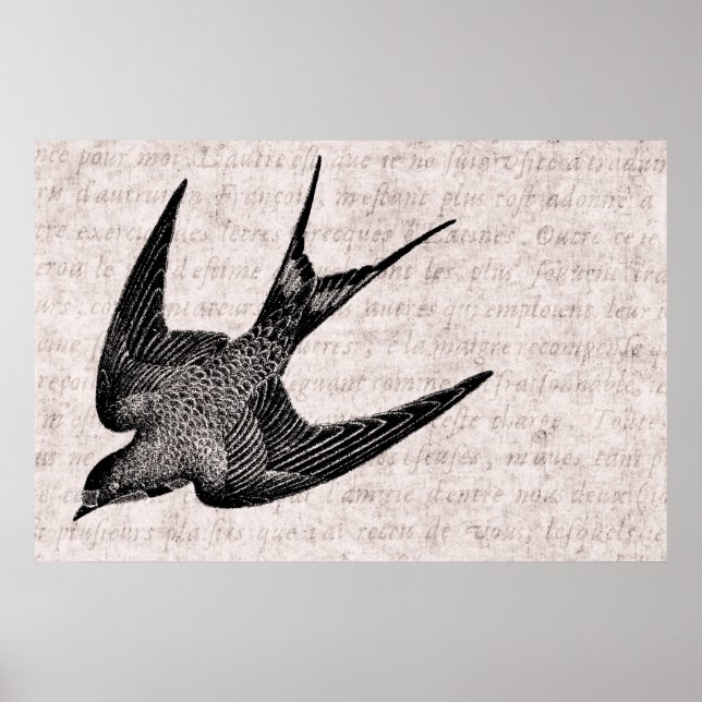 Vintage Schwalbenabbildung - Antiquitätenvogel aus Poster (Vorne)