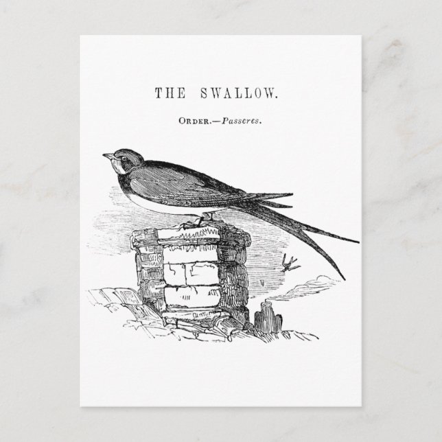 Vintage Schwalbenvogel Postkarte (Vorderseite)