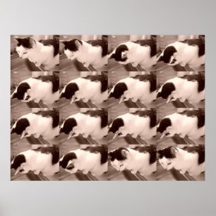 Vintage Schwarz-Weiß-Katze Poster