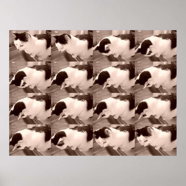 Vintage Schwarz-Weiß-Katze Poster (Vorne)