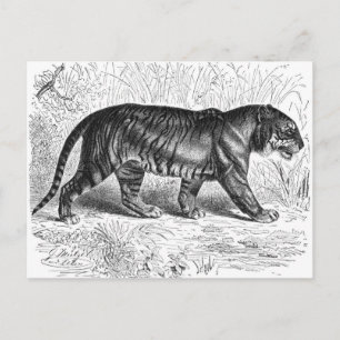 Vintage Schwarz-Weiß-Tiger-Zeichnung Postkarte