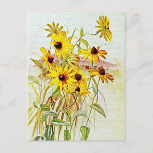 Vintage Schwarzaugige Susanne Wildblumen Postkarte