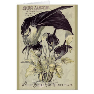 Vintage schwarzer Calla-Lilien