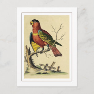 Vintage Schwarzkappenlori-Papageienvogel Natur Postkarte