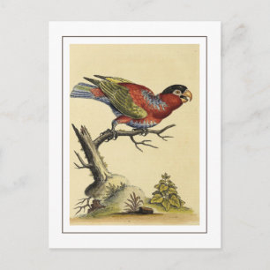 Vintage Schwarzkappenlori-Papageienvogel Postkarte