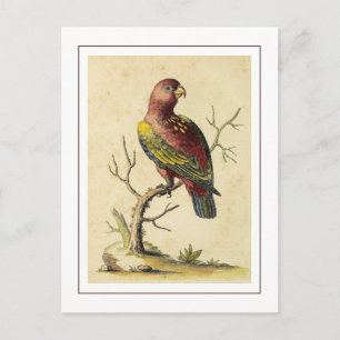 Vintage Schwatzender Lori Papagei Vogel Natur Postkarte